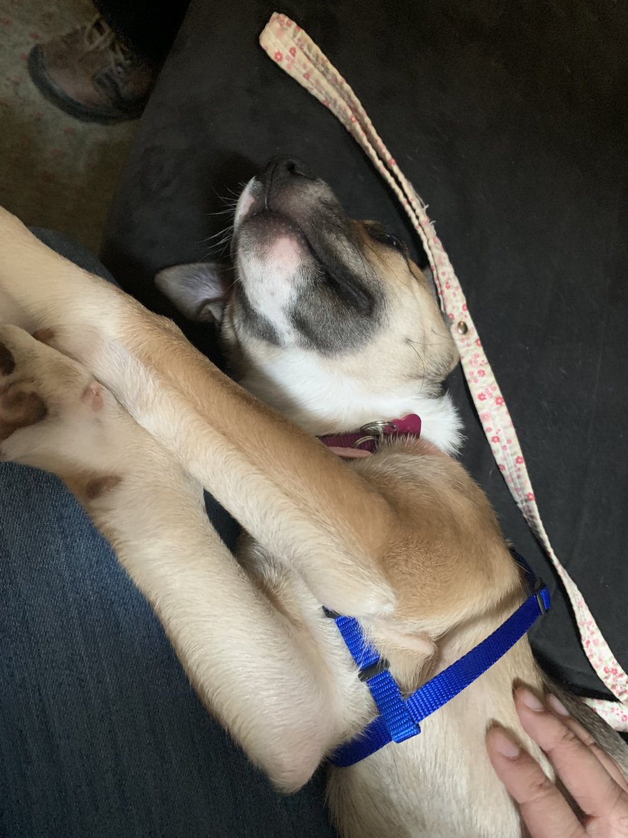 Ashley Mapile (she/her) tweet media