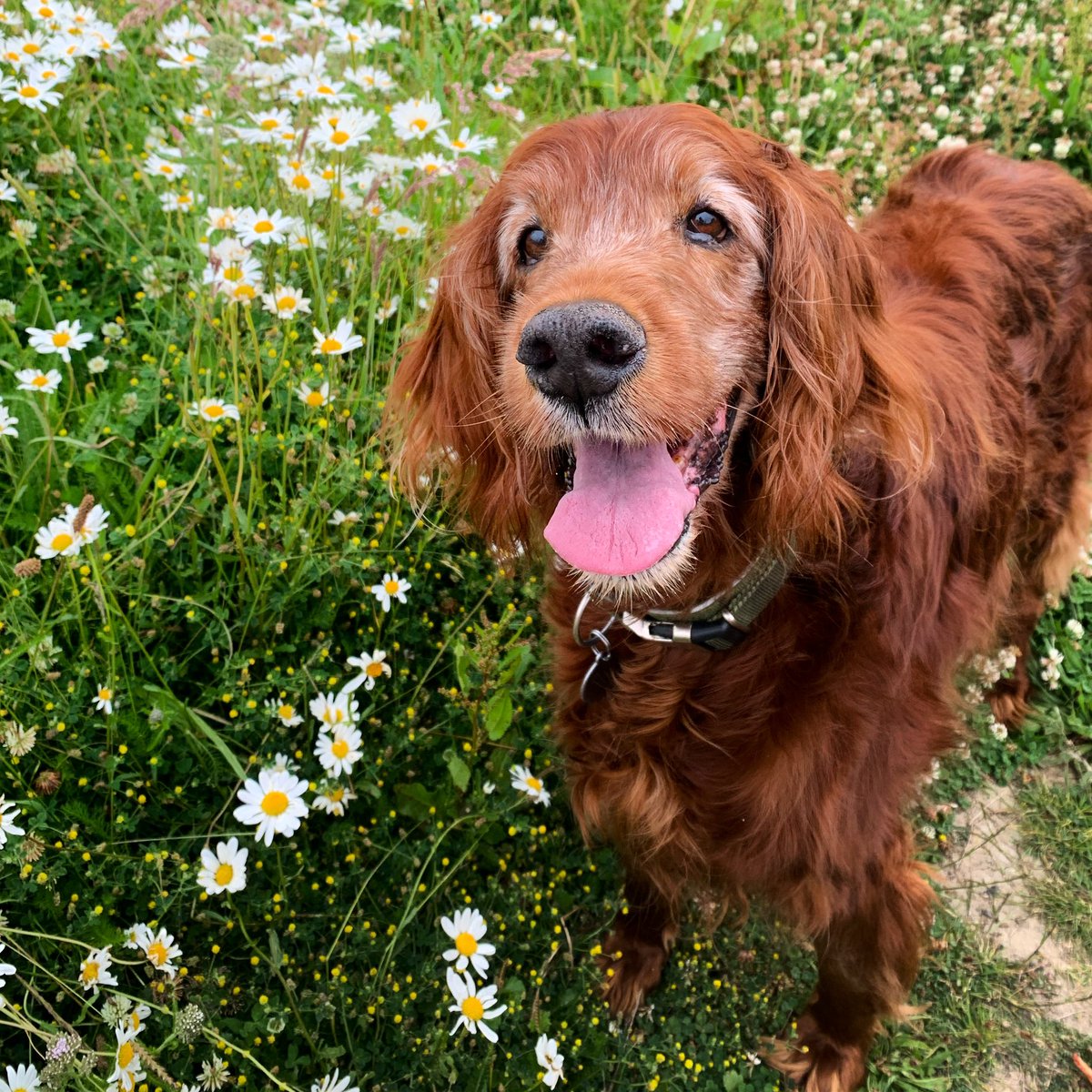 RedRufusDublin's tweet photo. Yesterday evening we said goodbye to Rufus forever. This morning was so strange without him here, overwhelmingly sad. My constant companion for 14 years who showed me unconditional love at all times. 
I miss him. 💔

#rufus #irishsetter #darlingdog #redsetter https://t.co/gY4jTpM2IR
