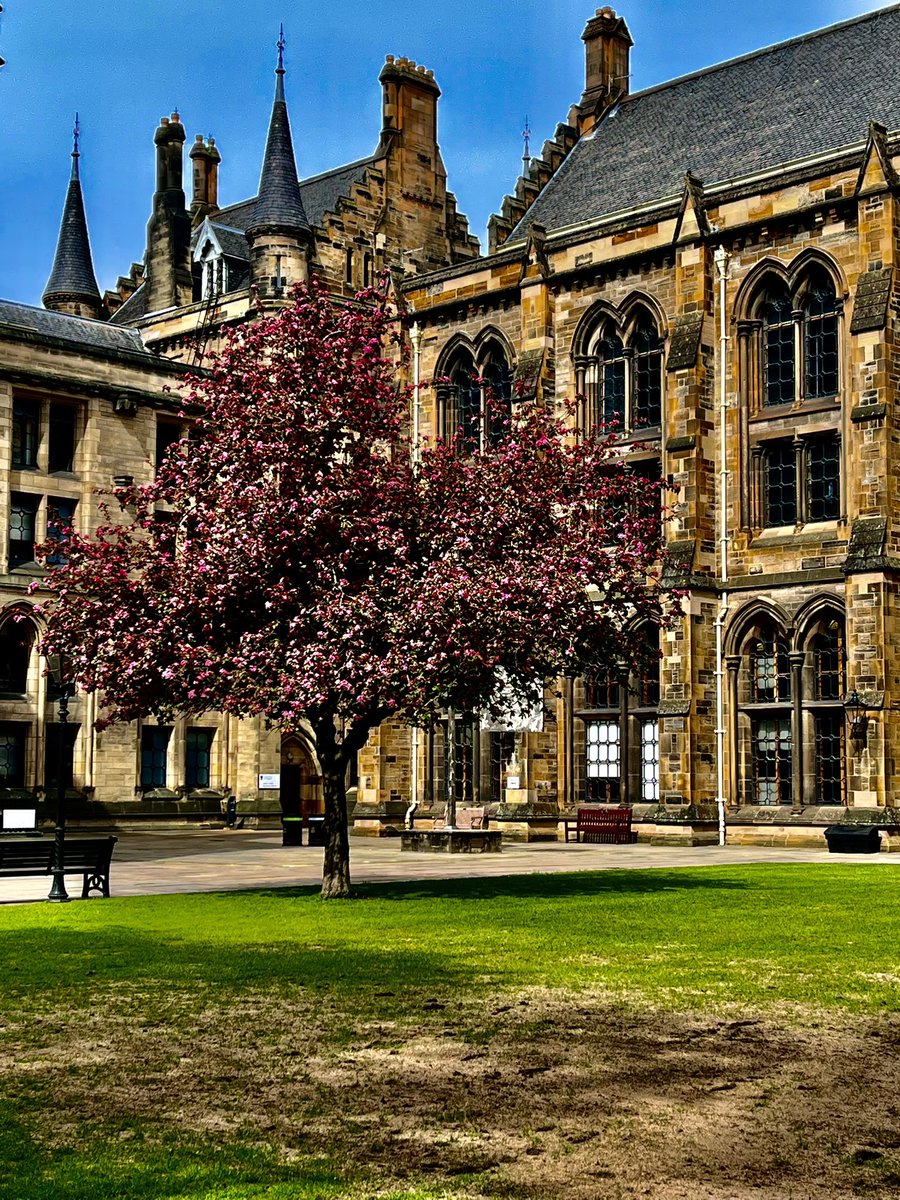 Such a pretty blossom tree <a href="/UofGlasgow/">University of Glasgow</a>