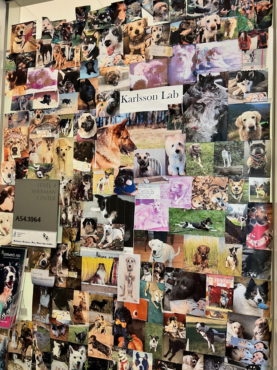 Elinor Karlsson (elinork.bsky.social) (@eenork) on Twitter photo New dog paper! #tweetorials from first author <a href="/morrilleen/">Kathleen Morrill Pirovich</a> and me on way as soon as we figure out how to distill 8 years of work into 280 chars. HUGE thanks to 18K+ dogs & owners <a href="/UMassChan/">UMass Chan Medical School</a> <a href="/broadinstitute/">Broad Institute</a> <a href="/karlssonlab/">Karlsson Lab</a> <a href="/darwinsarkfnd/">Darwin's Ark</a> #ScienceResearch science.org/doi/10.1126/sc… New dog paper! #tweetorials from first author <a href="/morrilleen/">Kathleen Morrill Pirovich</a> and me on way as soon as we figure out how to distill 8 years of work into 280 chars. HUGE thanks to 18K+ dogs & owners <a href="/UMassChan/">UMass Chan Medical School</a> <a href="/broadinstitute/">Broad Institute</a> <a href="/karlssonlab/">Karlsson Lab</a> <a href="/darwinsarkfnd/">Darwin's Ark</a> #ScienceResearch science.org/doi/10.1126/sc…