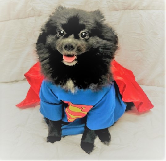 #PhotoChallenge2022April - If I were a superhero, I'd be:
'If'? What is this 'if' stuff. I am a superhero, Super Gracie, zombie hunter and ruff rider.