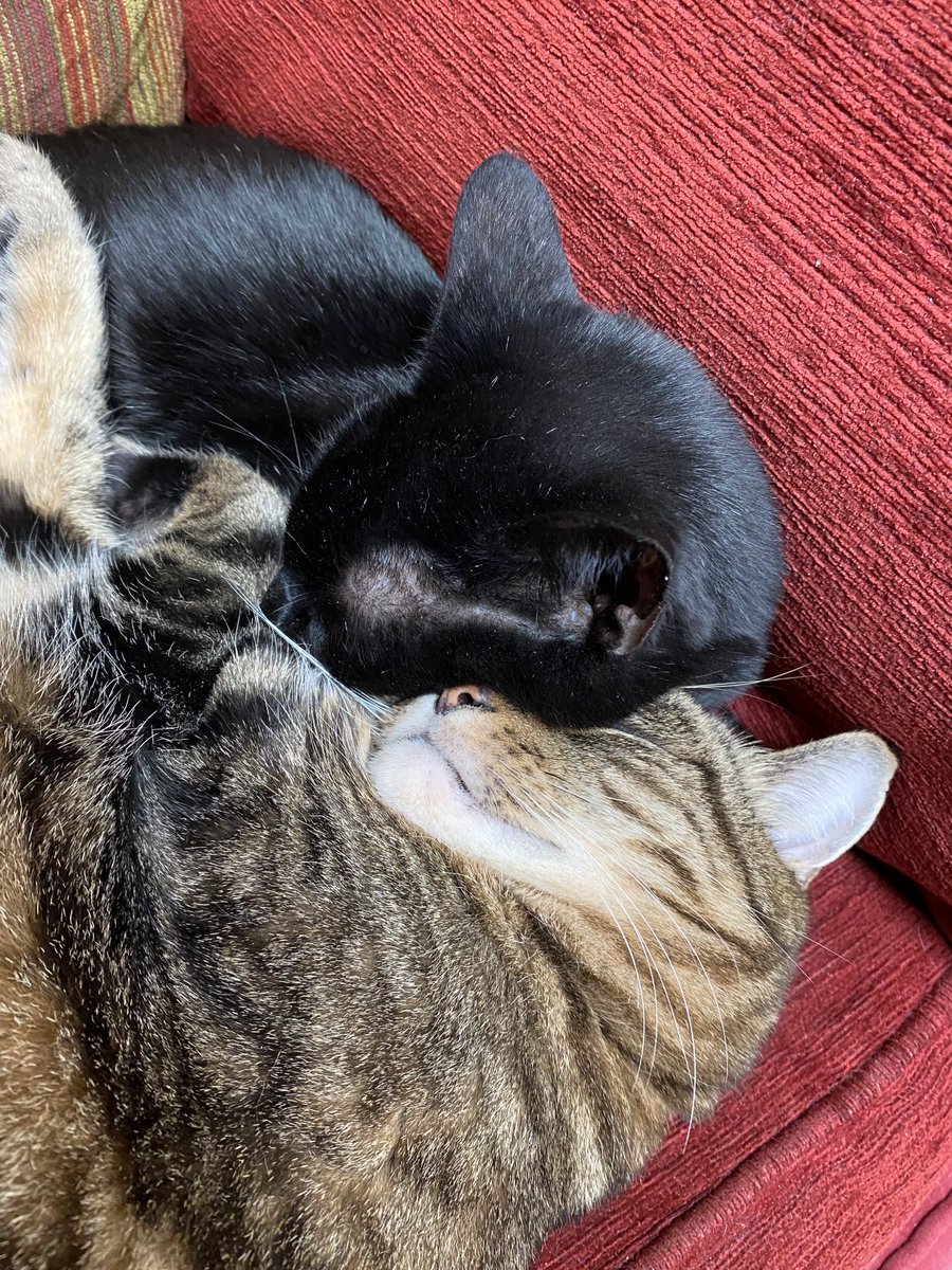 HeMinnow's tweet photo. Mum stumbled on our private #snugglepuddle this afternoon πΌ https://t.co/UyJceC8lM0