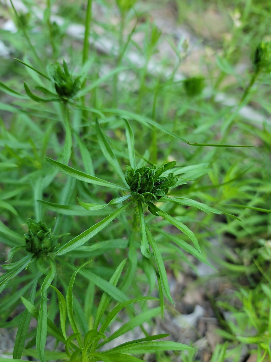 Christina RadChick Consolo tweet media