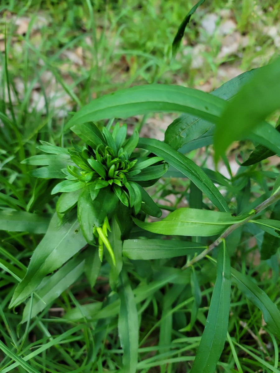 Christina RadChick Consolo tweet media