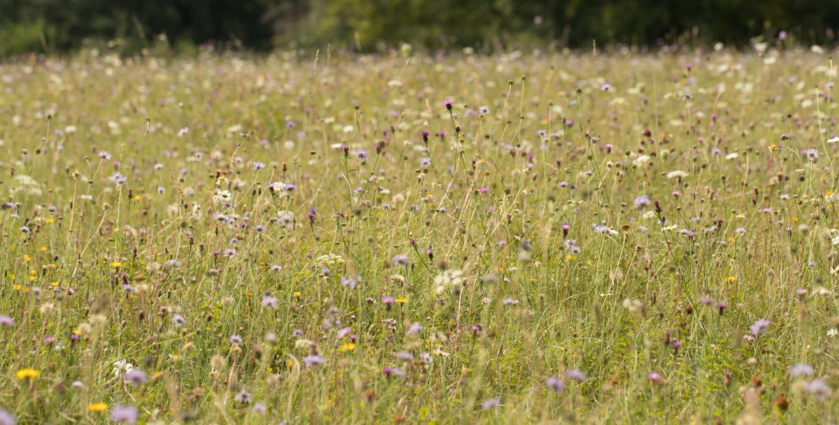 Sometimes the best thing you can do for nature is… nothing at all! #NoMowMay is about letting your grass grow, to benefit bees, butterflies and other wildlife. So give your mower a rest and let the wild flowers bloom - the pollinators will thank you
📷James Adler
