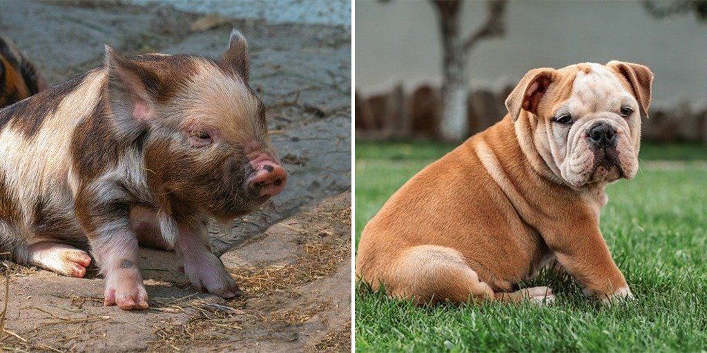 MercyForAnimals's tweet photo. Why love one and eat the other? https://t.co/WDqaDd6jhd