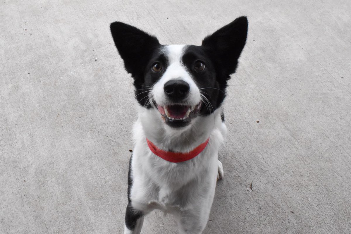 tailwaggersinn's tweet photo. "But Newt! What big ears you have," said Tailwaggers Inn as they leaned down to give him a pet.

"Better to hear you get a treat out for me, my dear," replied Newt!

#DogsofTwitter #LittleRedRidingHood https://t.co/XOYYRiLJKL