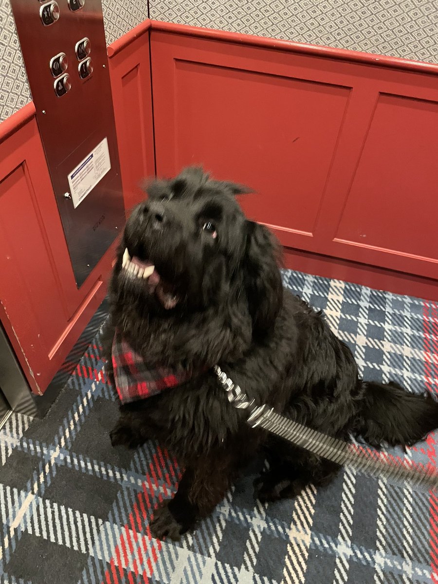 mjfieldsbooks's tweet photo. Theo just got fat shamed. Hotels need to realize size doesn’t matter as much as the breed. Guess we’ll stick to traveling where his favorite hotel chain has properties. #graduatehotels for the win! #theosagoodboy #gentlegiant #Newfoundland #fullfigure dogs 😂😂😂 https://t.co/HmUuoMnqsO