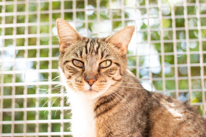 sachikoko's tweet photo. 🙏🏽PLZ SHARE
💝SWEET 9YO #SENIOR BROWN #TABBY &amp; WHITE KITTY "OZYMANDIAS"💝
😿💔WAITING SINCE 2015 4 A CAT SAVVY #FUREVERHOME🏡
▶4 INFO https://t.co/Jc6q8n60Hv
🙏🏽#ADOPT #AdoptDontShop
#FRESNO #CA #CentralValley #ForgottenSoulsHour #US #CATS
Valley Animal Center @valleyanimal https://t.co/rbpdXLlKni