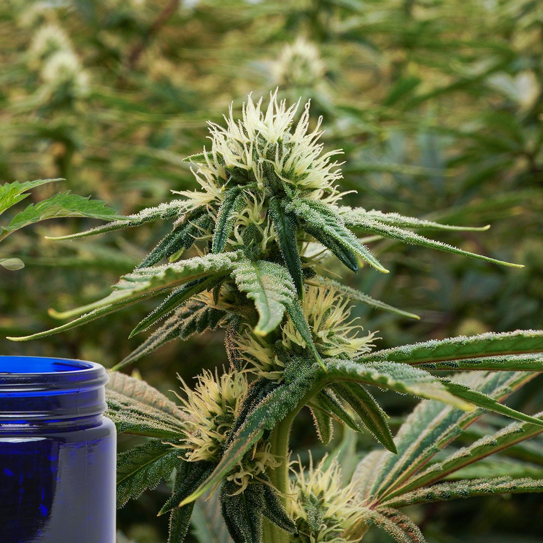 BreakwaterATC's tweet photo. Are you ready? We'll tell you the name of Small Batch Strain #2 tomorrow night! In the meantime, swipe to see how it looked on day 27 of flower. https://t.co/Ogpridac0P