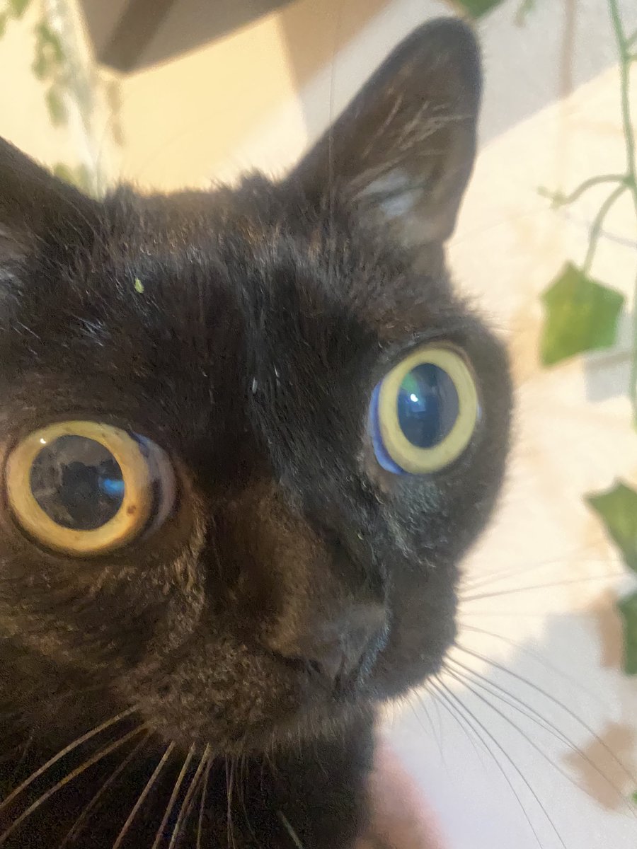 bigfootjinx's tweet image. playing some cozy games with jinx on stream get in here!
twitch.tv/mibajinx