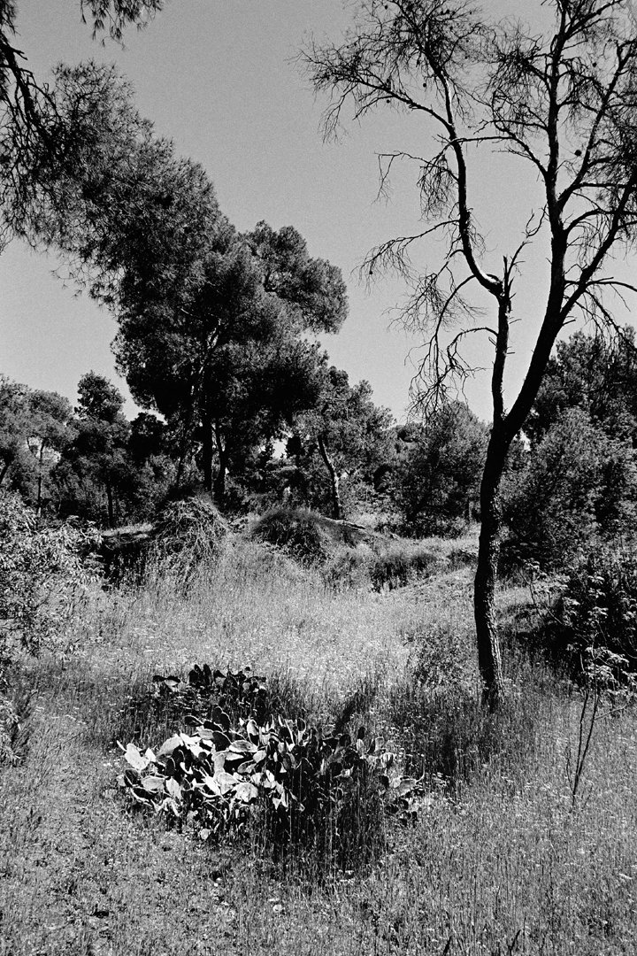 StelThIak's tweet photo. [2/2]
•
#περιαστικόδάσος #Θεσσαλονίκη
#suburbanforest #Thessaloniki
#landscape #suburbannature
#chemicalphotography
also known as #analogphotography
#monochromaticphotography
#blackandwhitephotography
#agfa retro80s #rodinal #R09
#efke ir820aura #dk50
#35mm #slr
📷ΣΔ (2022) https://t.co/1TAz0p1MPN