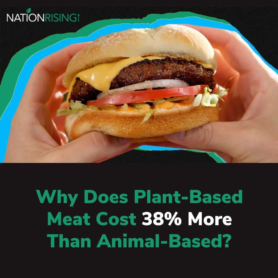 ❗Plant-based meat costs 38% more than animal counterparts in 🇨🇦

Our gov't is partly to blame for investing hundreds of billions into animal agriculture

Let's shift those subsides to plant-based protein. Help us make it happen!
nationrising.ca/donation/

tinyurl.com/p8hzbfk9