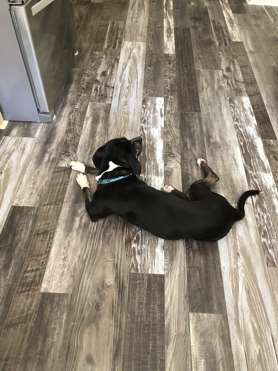 k9kayaks's tweet photo. #caution #kitchenHazard laying right in front of the stove 🐾🐾😂❤️ https://t.co/yCHNzkzMRz