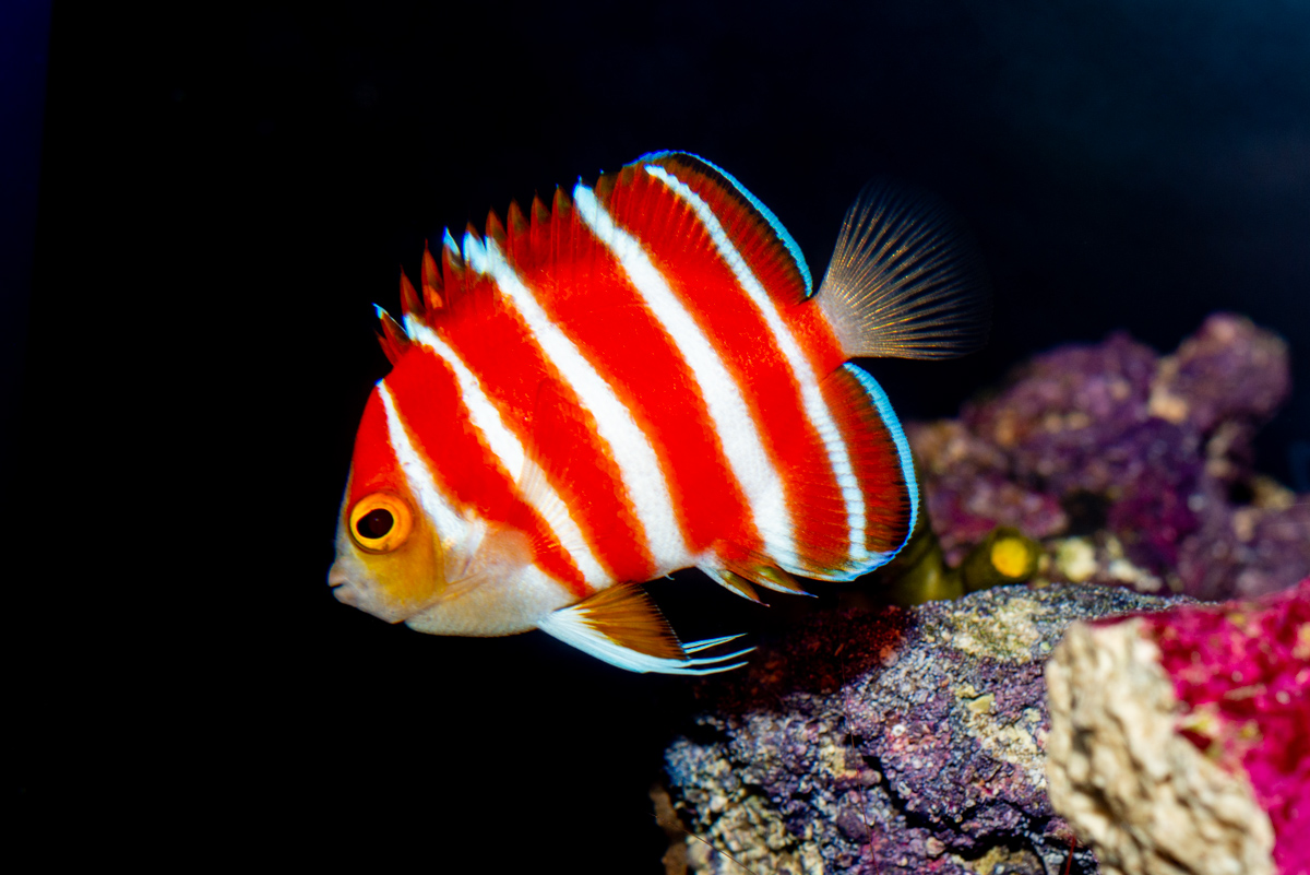 Another star of our Twilight Zone #HopeForReefs exhibit is the stunning ...