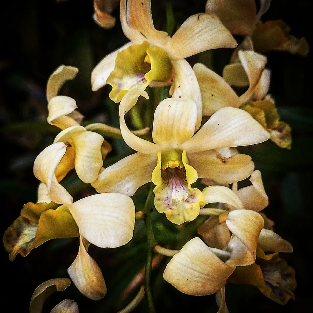 floresemfotos's tweet photo. Flores em movimento
#orchid #orchides #orquidea #orquideas #loveorchides #orquídea #flowers #flores #fleurs #fiori
💐🌸💮🏵🌹🥀🌺🌼🌻🌷⚘ https://t.co/3sk7MgzNkw