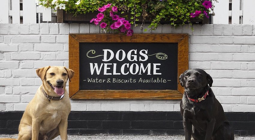 CarePontrilas's tweet photo. As a Community Cafe &amp; Hub we welcome visitors &amp; residents with travelling pets. https://t.co/qodxcYNEa6