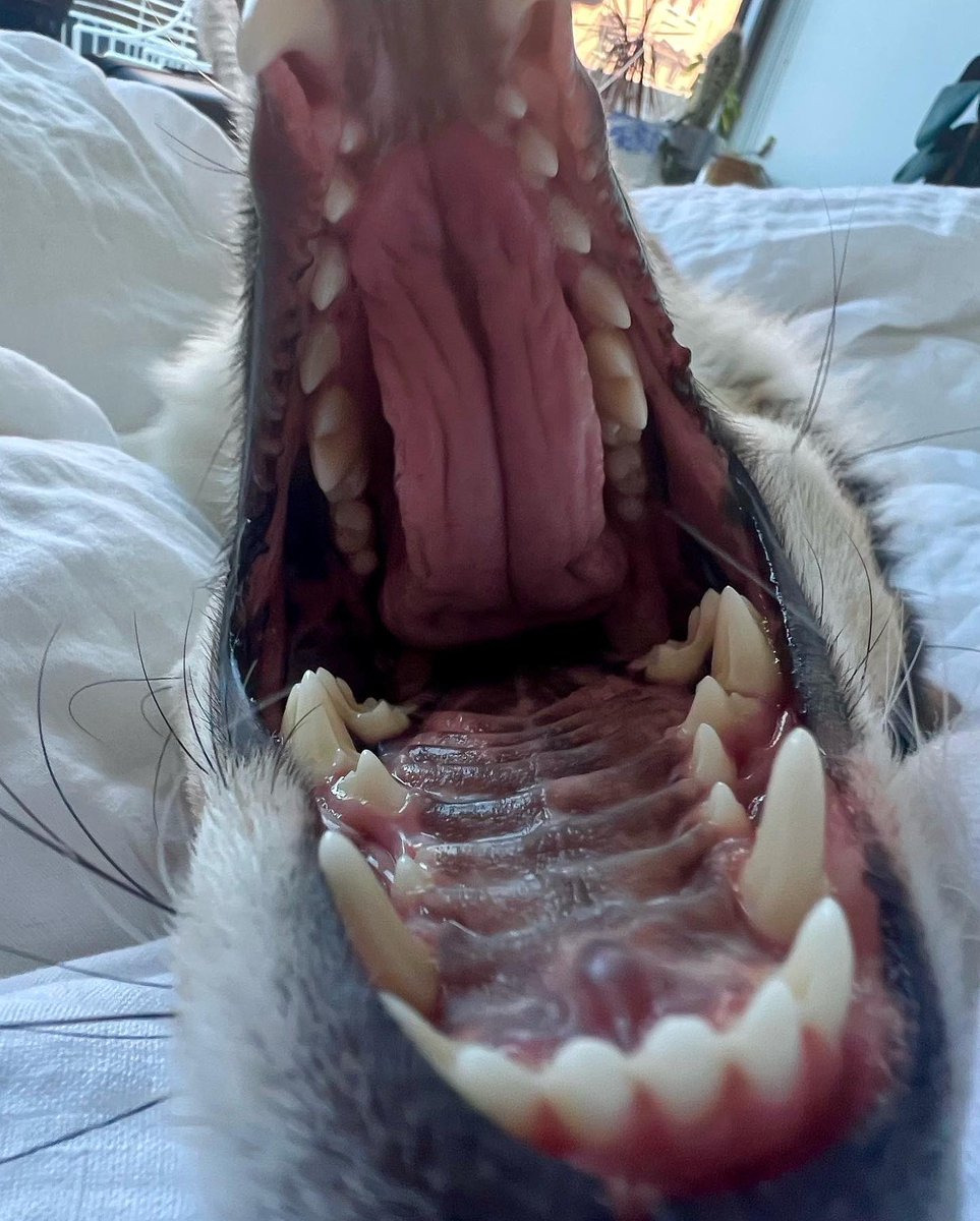 bodegacorgi's tweet photo. @PAVGOD Definitely but what about this one (when they take too long to get out of bed and give me breakfast!) https://t.co/x51MKZ6oqB