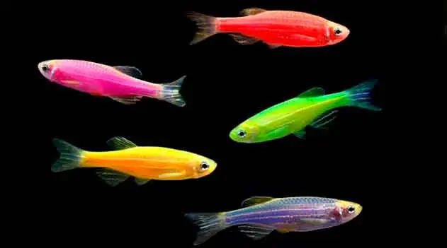 BPBES_oficial's tweet photo. YET another #alienInvasive species in the precious water streams of the #AtlanticForest. Genetically modified glowing #ZebraFish (Danio rerio) is endangering the rich diversity of native fishes and other organisms.
https://t.co/Z9oODR6vDg https://t.co/O7LTKbqvlb