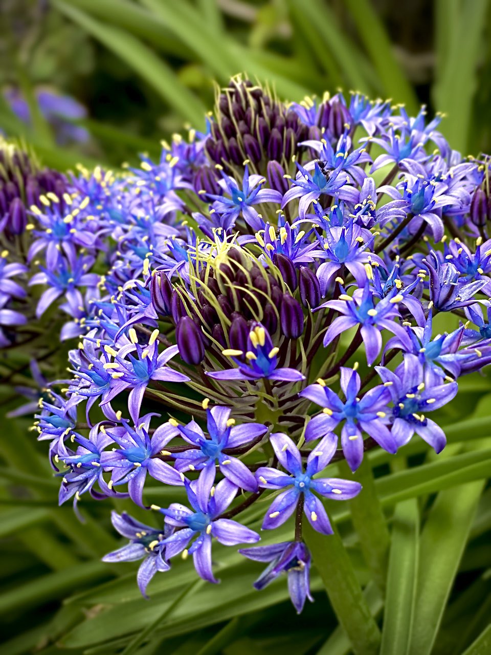 ぱくちっち シラー ペルビアナ 名前分かんなかった 不思議な花と思い撮ったので名前くらいは調べてあげたい 花言葉は 辛抱強さ 多感な心 哀れ 寂しさ 変わらない愛と どれも自分が鍛えたいところ 3時間弱は寝たので あと3時間ちょい寝よう