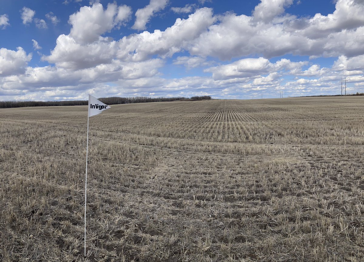 In case anyone was driving by @LakelandCollege today and saw someone looking lost in a field it was just me setting up an #InVigor canola trial for the season. Excited to get the opportunity to work with them and share everything we have been working on. #Plant22