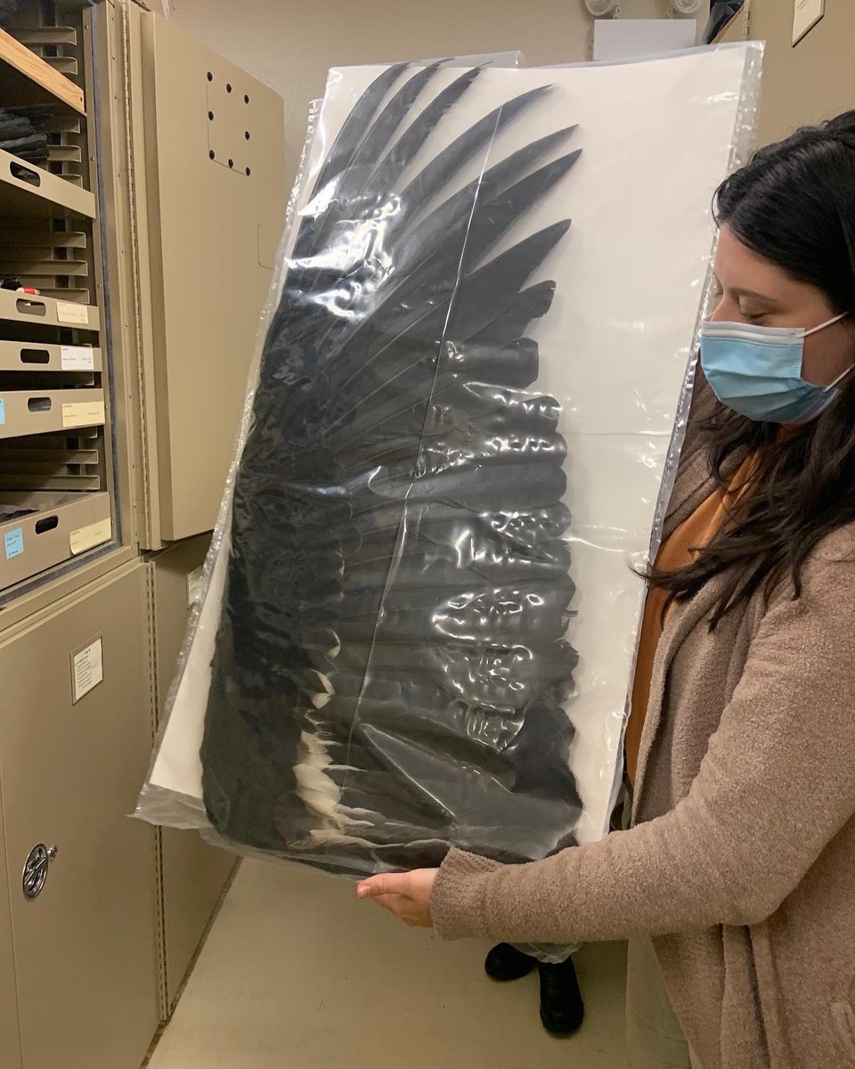 BioDivDay's tweet image. This week we are highlighting the #UCDavis Museum of Wildlife and Fish Biology (#MWFB), a vertebrate Museum dedicated to education, outreach, conservation, and research. 

Museum Specialist Rachel Alsheikh and Junior Specialist Danielle Fradet provided a comprehensive tour.