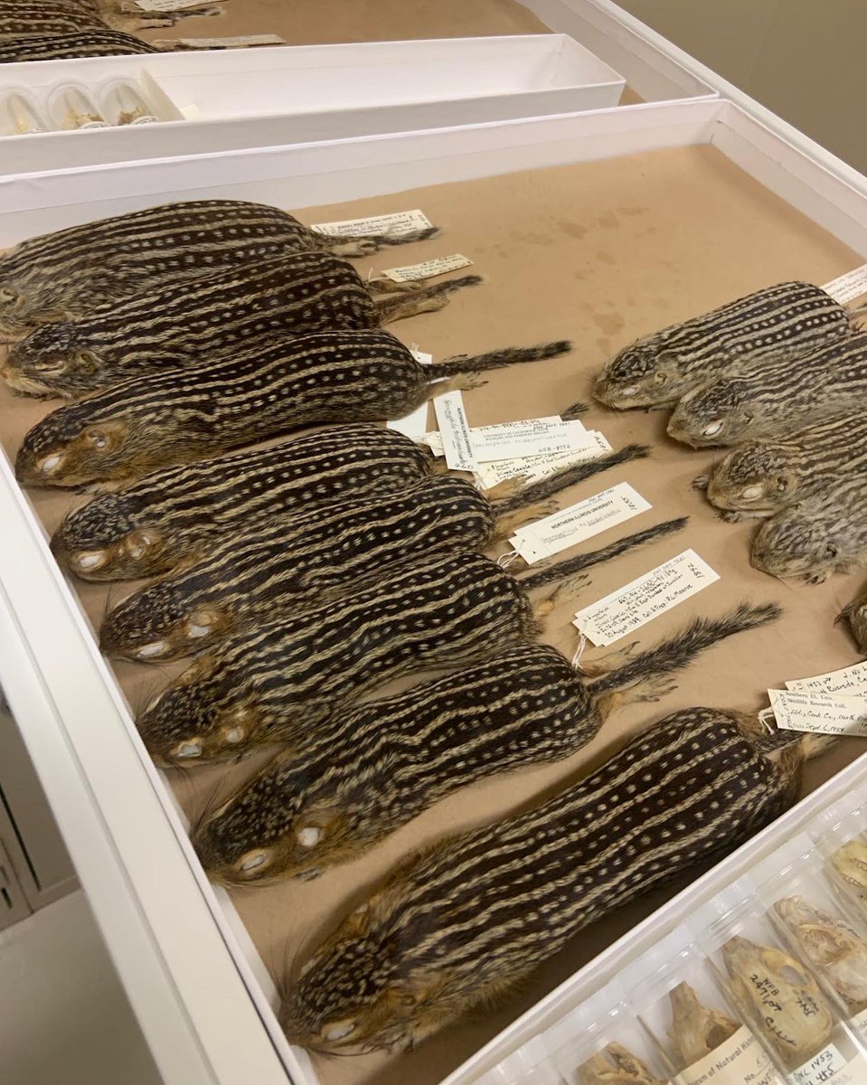 BioDivDay's tweet image. This week we are highlighting the #UCDavis Museum of Wildlife and Fish Biology (#MWFB), a vertebrate Museum dedicated to education, outreach, conservation, and research. 

Museum Specialist Rachel Alsheikh and Junior Specialist Danielle Fradet provided a comprehensive tour.