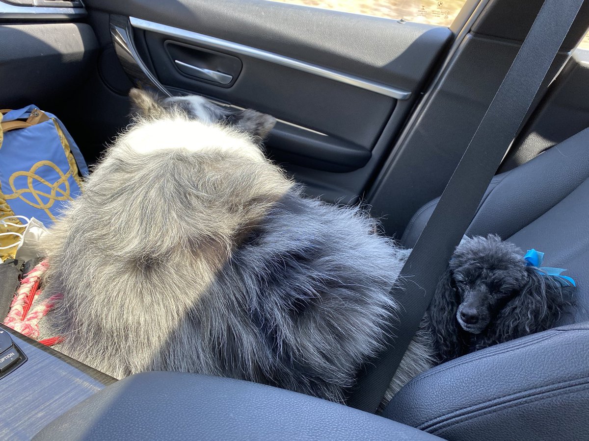poodlemimi's tweet photo. I rode 100 miles in the car this way. Good news, I’m enjoying the redwoods now. #poodle #roadTrip #dogsoftwitter https://t.co/oalT3CbojA