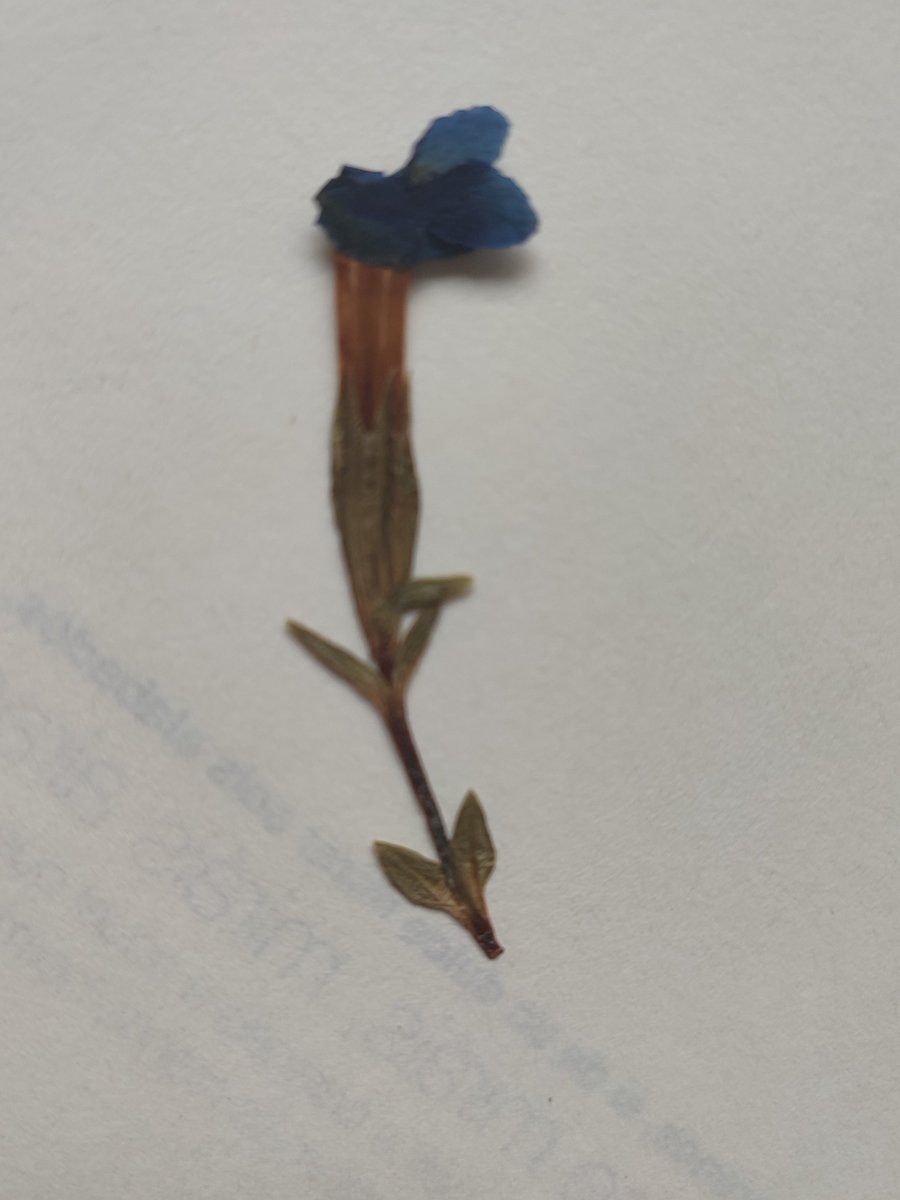 Flowerland_nft's tweet photo. This is the illustration process, the flower my son gave me and the illustration he created to make my nft.
#nft #NFTCommunity #cryptoarte #NFTs 
https://t.co/mvma8TOqmO https://t.co/rM0bp2Kp2b