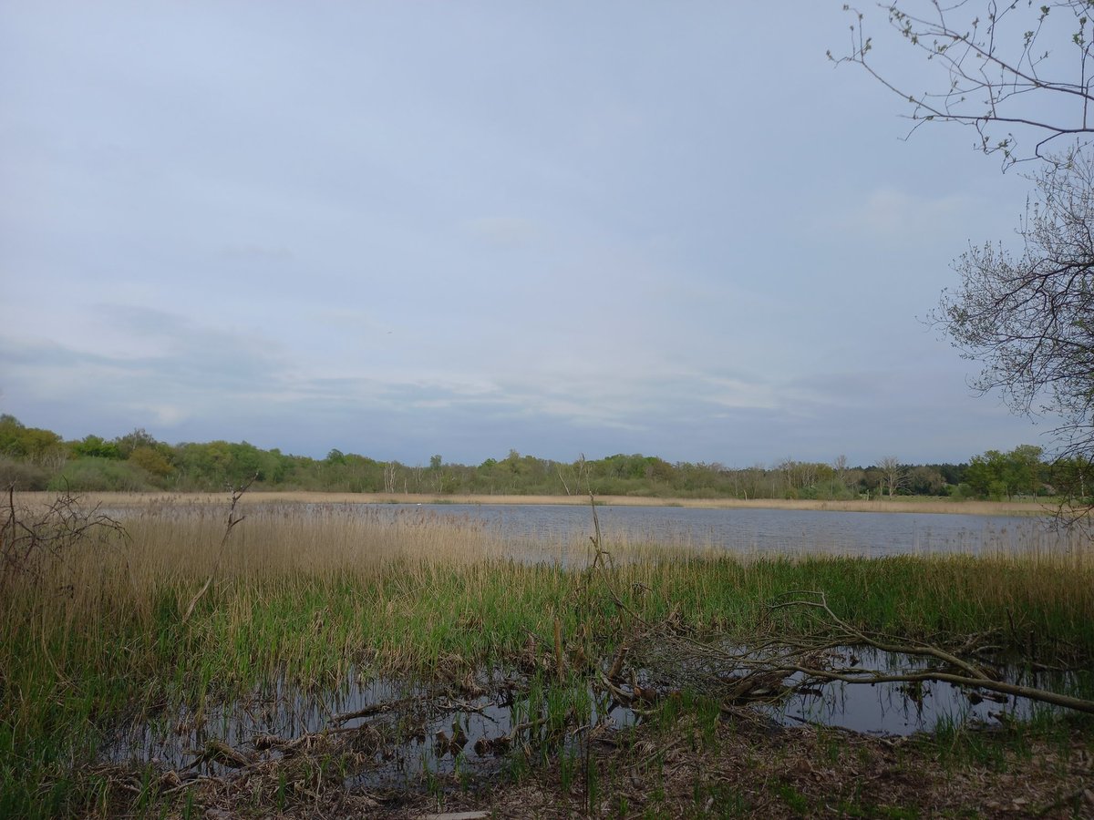 harris_sjh's tweet photo. The patch felt rare today, sadly I never found out why!! House Martins and Swallows back, and a lone Wigeon lingers. #ThompsonWater https://t.co/GRpE2dqARs