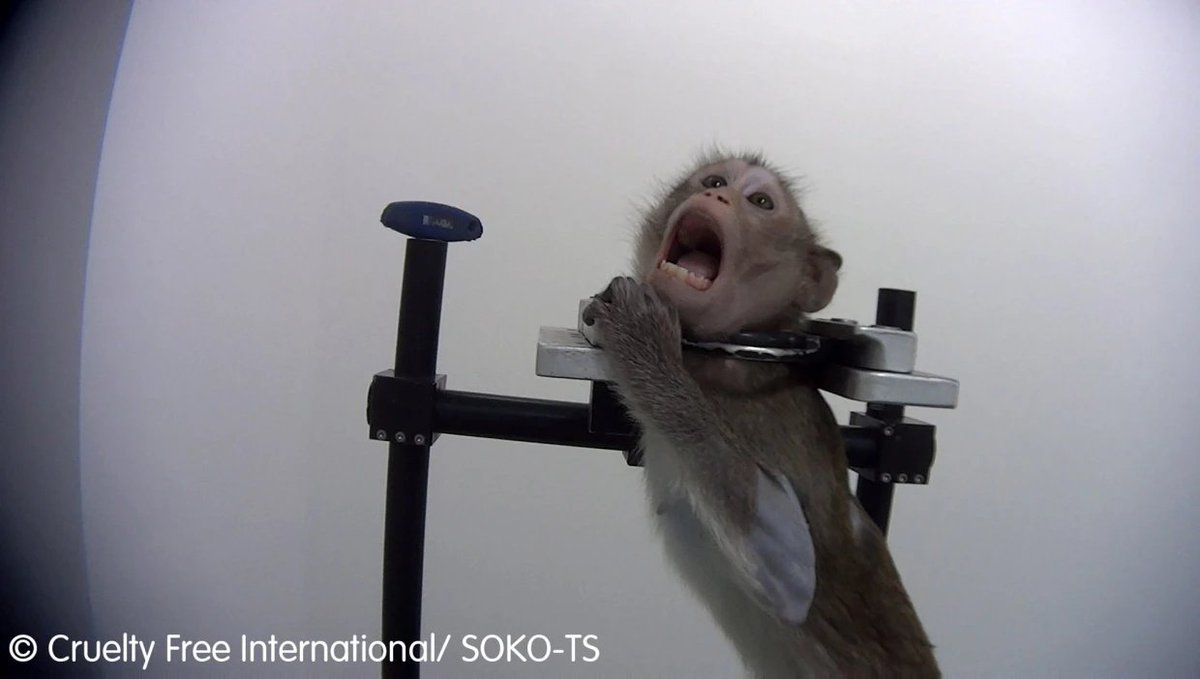 ambrazure's tweet image. #AnimalTesting #MonkeyTesting @inotivco #AnimalCruelty All animal testing must stop