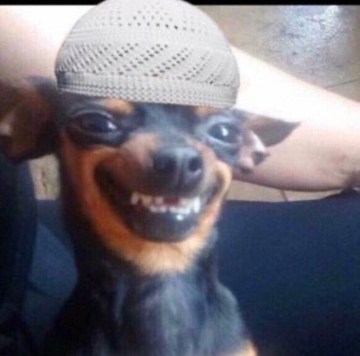 hollatweets_'s tweet photo. #dogs to Men

Na we dey run this town 😂 https://t.co/ySR22ajvO6