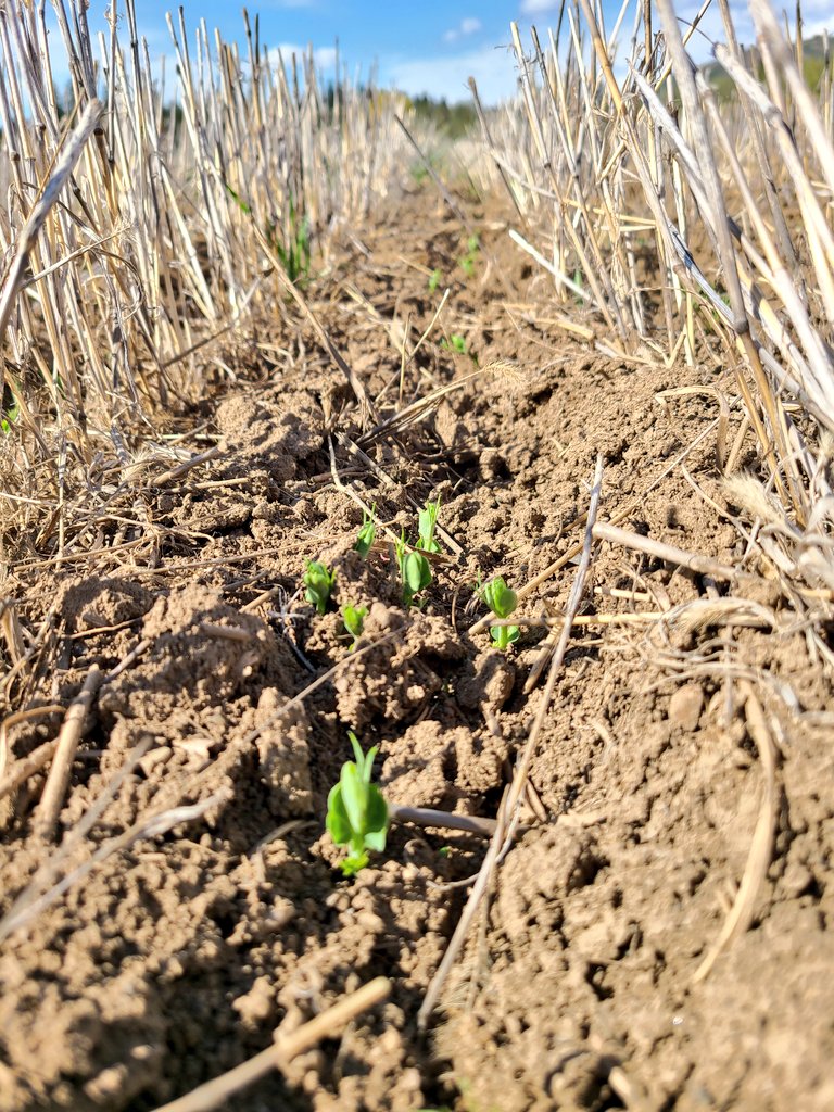 Our peas are coming up in between last years wheat stubble. Peas are nitrogen fixers that build soil and make nitrogen available for next year's crop. Functional soil = Functional food.