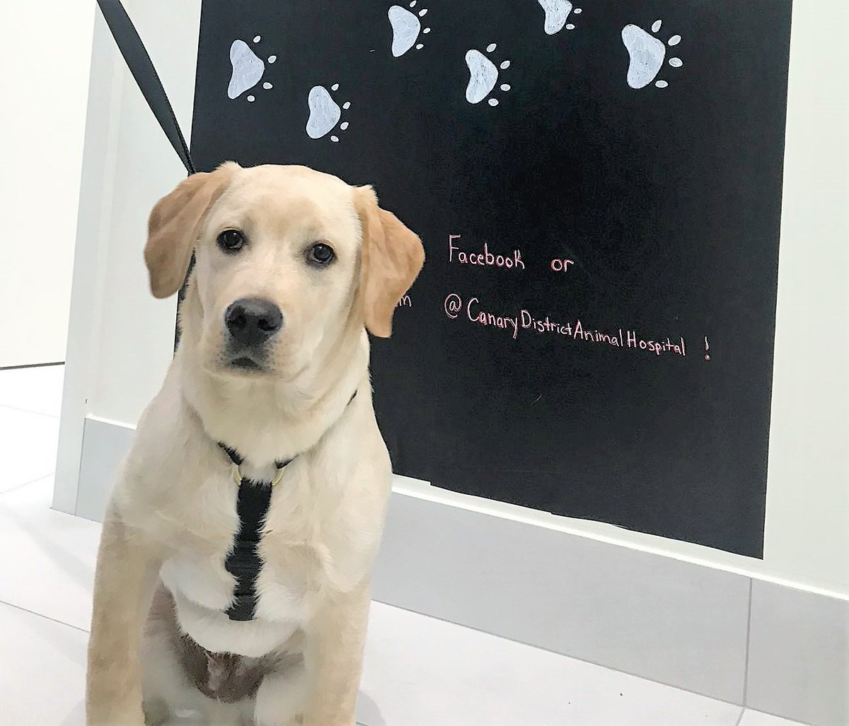 DrEllenKinzl's tweet photo. Huxley was the goodest boy! You might say he was ushering in a Brave New World of good behaviour. (See what I did there? No? What if I said his coat colour was Crome Yellow?)
.
.
#obscurereferences #aldoushuxley #torontodogs #literaryvet #canarydistrict #animalhospital #punny https://t.co/wPEK0j6Sv2