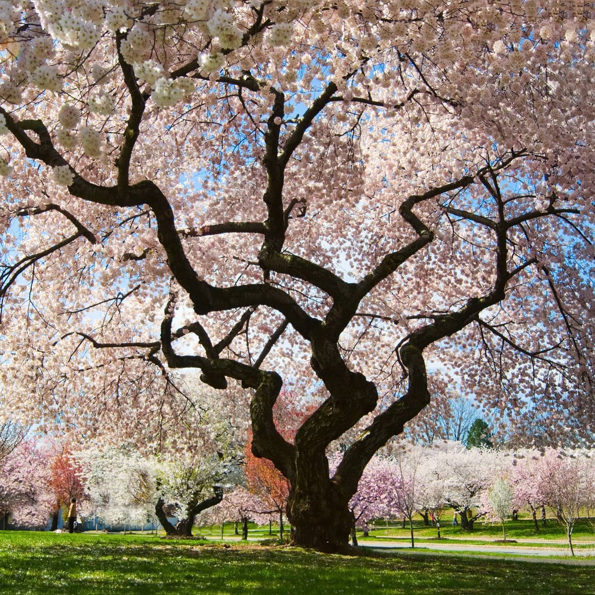 Visit_NJ's tweet photo. #Throwback to earlier this month when the #CherryBlossoms were in full bloom! Were you able to catch them across the state? 
📍 Branch Brook Park, Essex County, NJ
.
.
.
📷: @essexparks (via Instagram)
#VisitNJ #NewJersey #CherryBlossoms #EssexCounty #ThisIsNJ #NJInBloom #TBT https://t.co/j6XsinfsPT