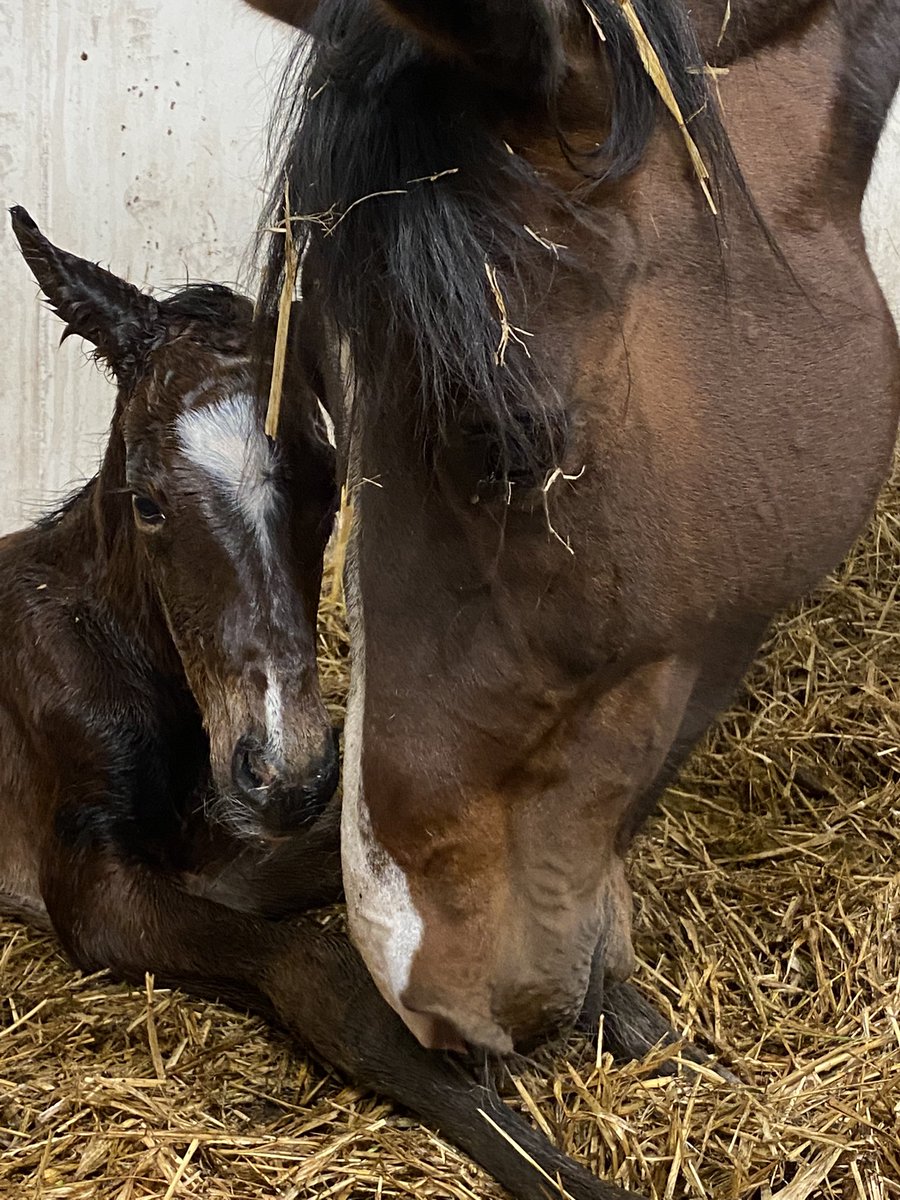 Tervetuloa maailmaan reipas oripoika 💙💙💙#koivulanratsutalli #varsa2022 #happybreeder #foal2022 #fohlen2022