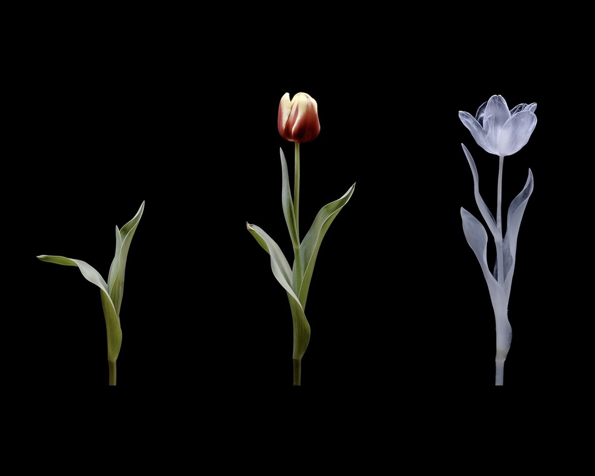 lunaikuta's tweet image. Phases