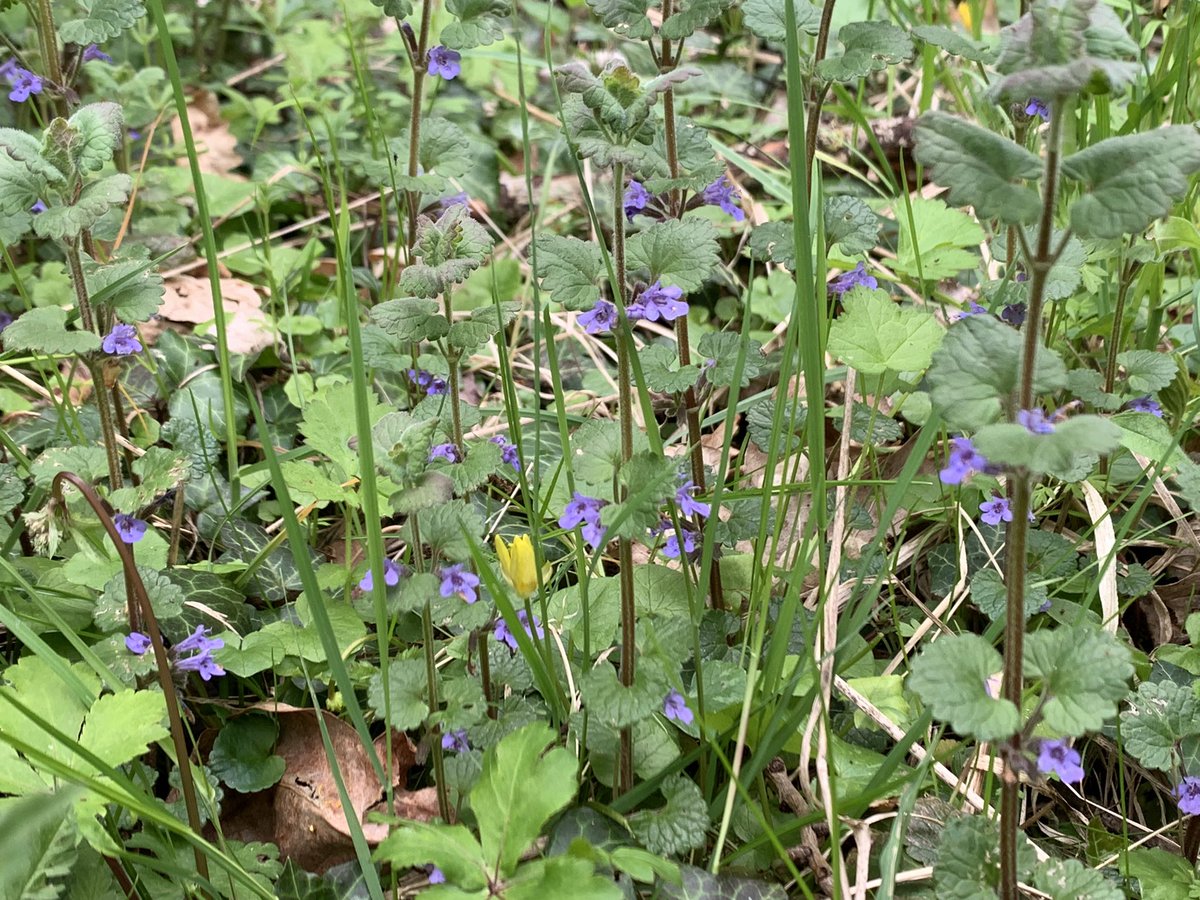 DelepChimney's tweet photo. Today’s #dogwalk on the #Rowthorne Trail and the #wildflowers seen #365DaysWild #NaturePhotography https://t.co/AZelItQbmv