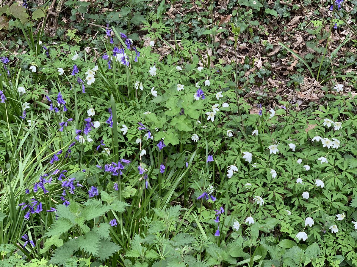 DelepChimney's tweet photo. Today’s #dogwalk on the #Rowthorne Trail and the #wildflowers seen #365DaysWild #NaturePhotography https://t.co/AZelItQbmv