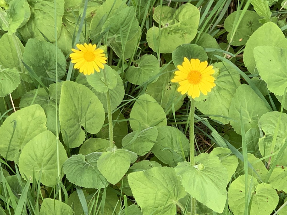 DelepChimney's tweet photo. Today’s #dogwalk on the #Rowthorne Trail and the #wildflowers seen #365DaysWild #NaturePhotography https://t.co/AZelItQbmv