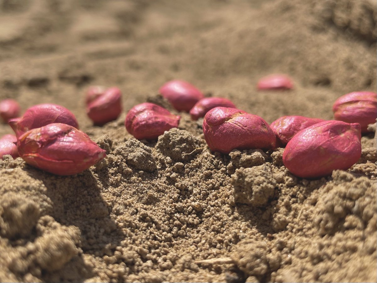#Peanuts in the ground! 🥜