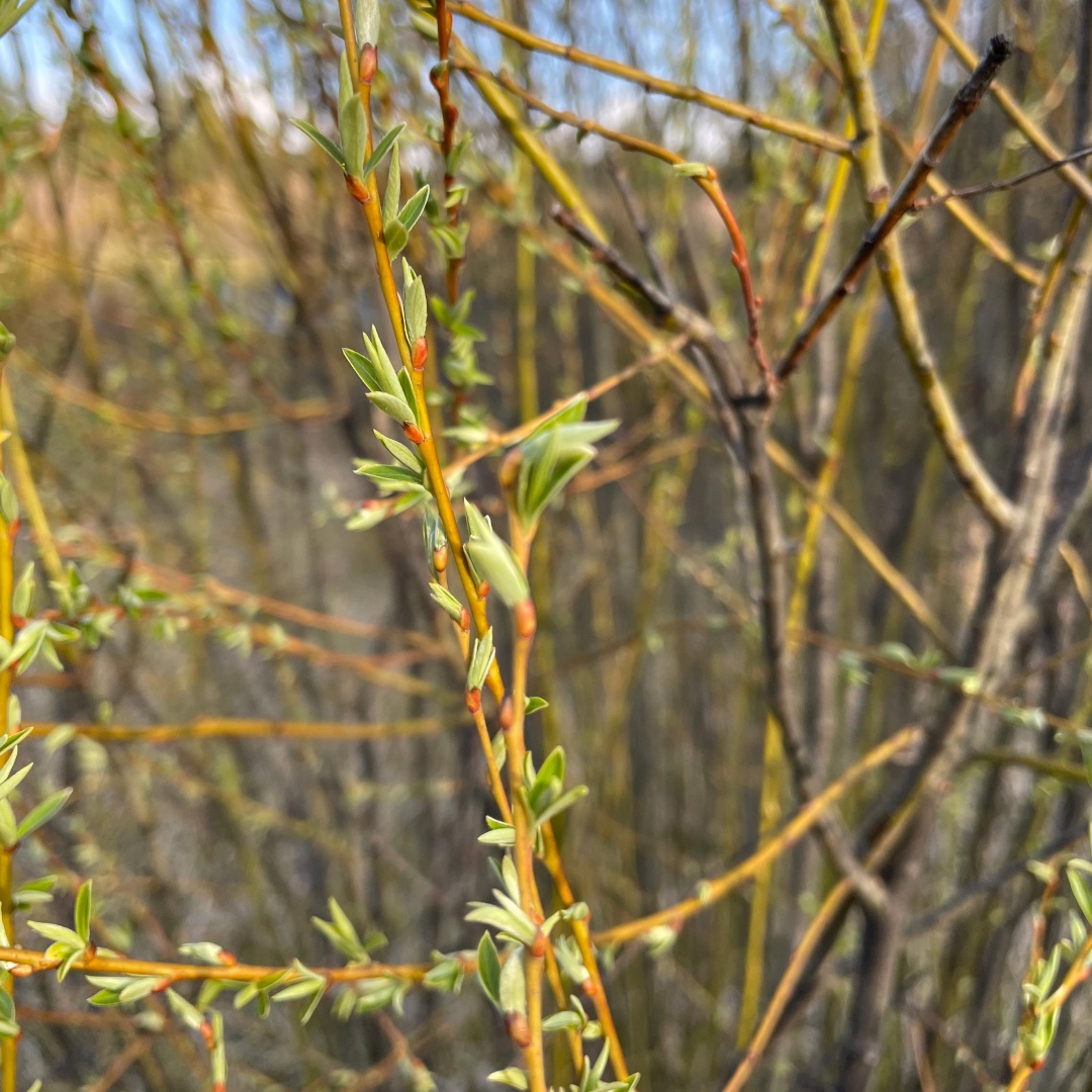 Green shoots!  The willows feel the longer days and the warmer air.   #metoliusriver #oregonspring