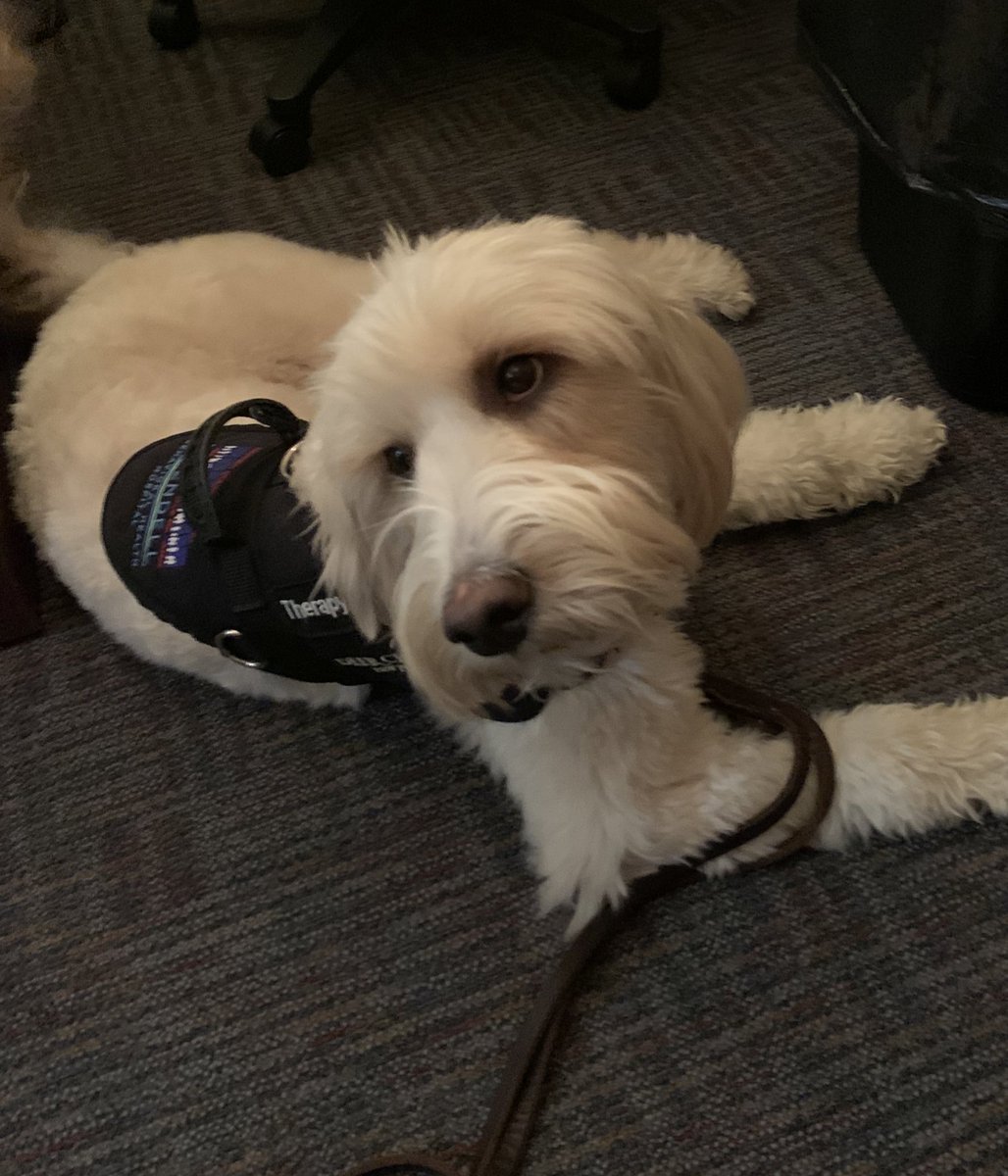 Every day with Beau is a happy day!
❤️🐾#therapy <a href="/JresRockets/">JRES</a> <a href="/toddhazel1/">Todd Hazel</a>