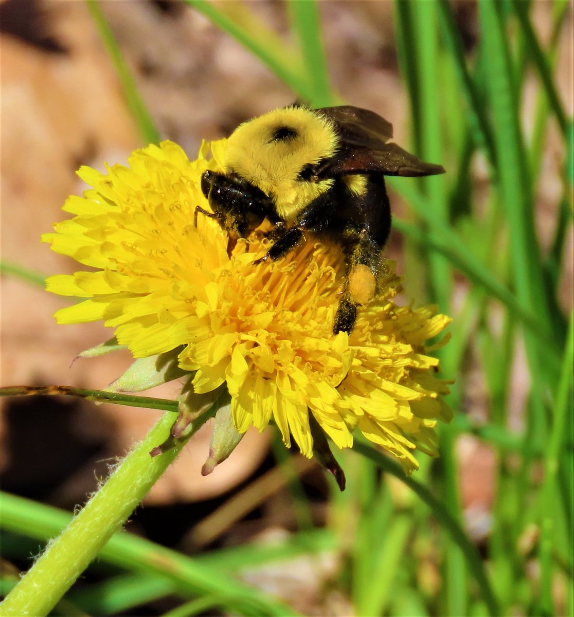 Bee in Cabrini Woods (Fort Tryon Park). #birdcpp #forttryonpark