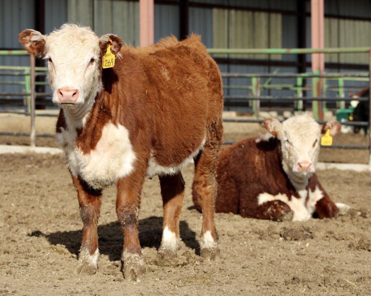 CSUAgNext's tweet photo. It looks like everyone is enjoying the spring warm-up, even the cattle at our research facility! #ARDEC https://t.co/WEHIPR9CTd