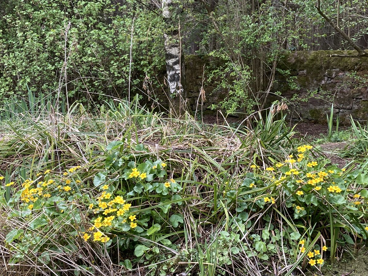 colindshepherd's tweet photo. Grand walk from Carlops to Balerno via Kitchen Moss in perfect Spring weather. Cuckoo calling at North Esk Reservoir. Numerous Willow Warblers singing and many Spring flowers.Usual finish in The Grey Horse in Balerno. @thegreyhorsecom #FirstCuckoo https://t.co/CHMKsanStm
