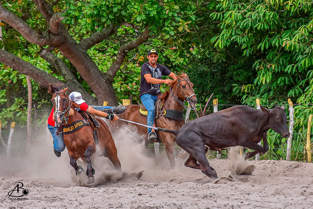 AdeguinalNetto's tweet photo. quinta-feira é dia de TBT

@harasconclav @pitu @frimesa @organnactequinos @ircanutricaoanimal
#tbt #Vaquejada #Cavalo #AtletaDaSela #Vaqueiro #Nordeste #VamosCorrerBoi #VamosPraVaquejada #PortalDoEquino https://t.co/VtOj6kVLLY