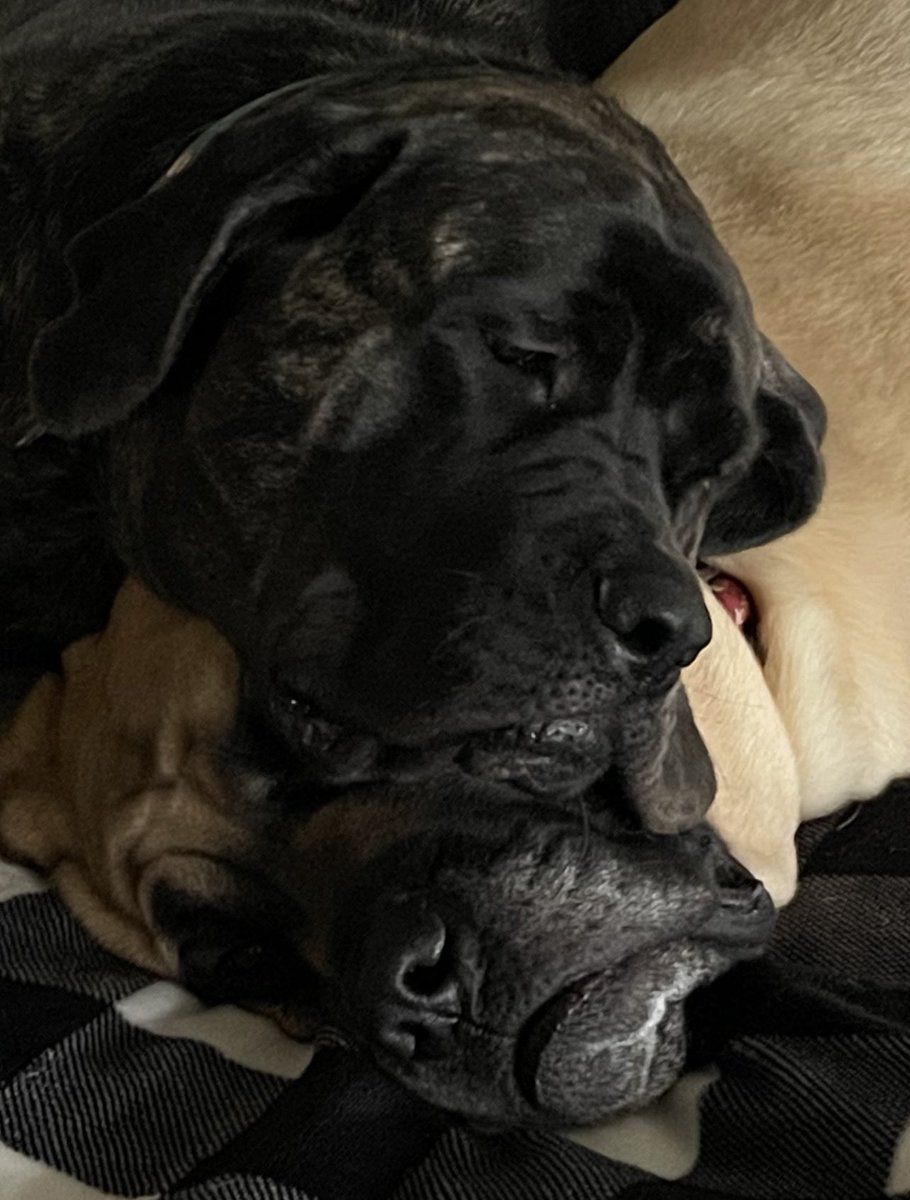 pume96's tweet photo. #hellopatrick, I live in the United States and enjoy the southern warm weather with my dogs Ross and Keady! https://t.co/UyGYHgP6CH