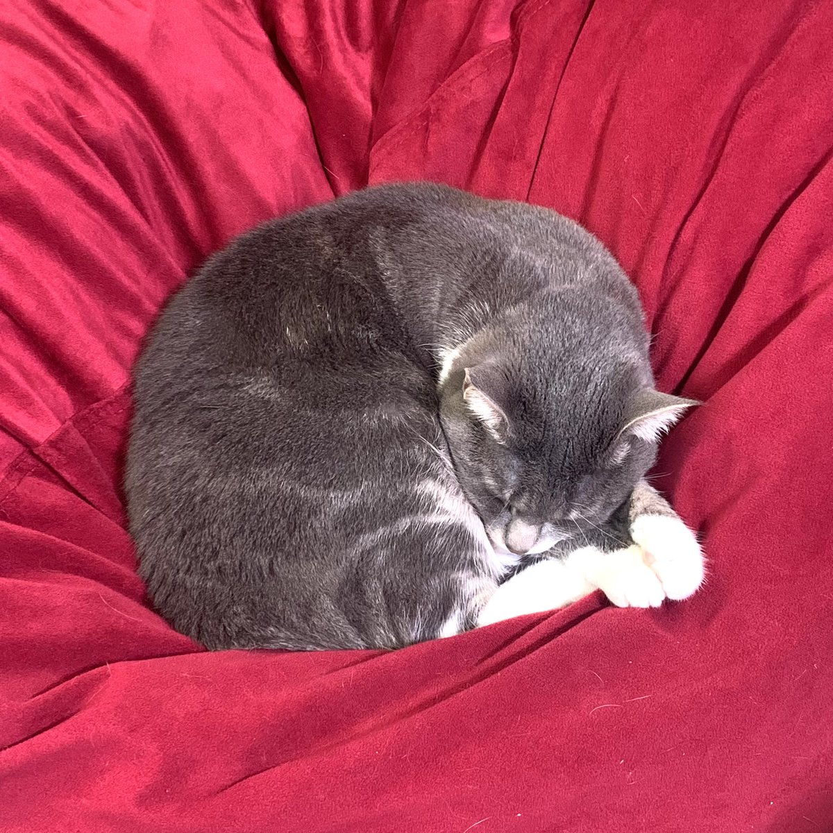 SnorlaxPokekid's tweet photo. #PokeCat on a beanbag. https://t.co/OpkA8SV5Ox