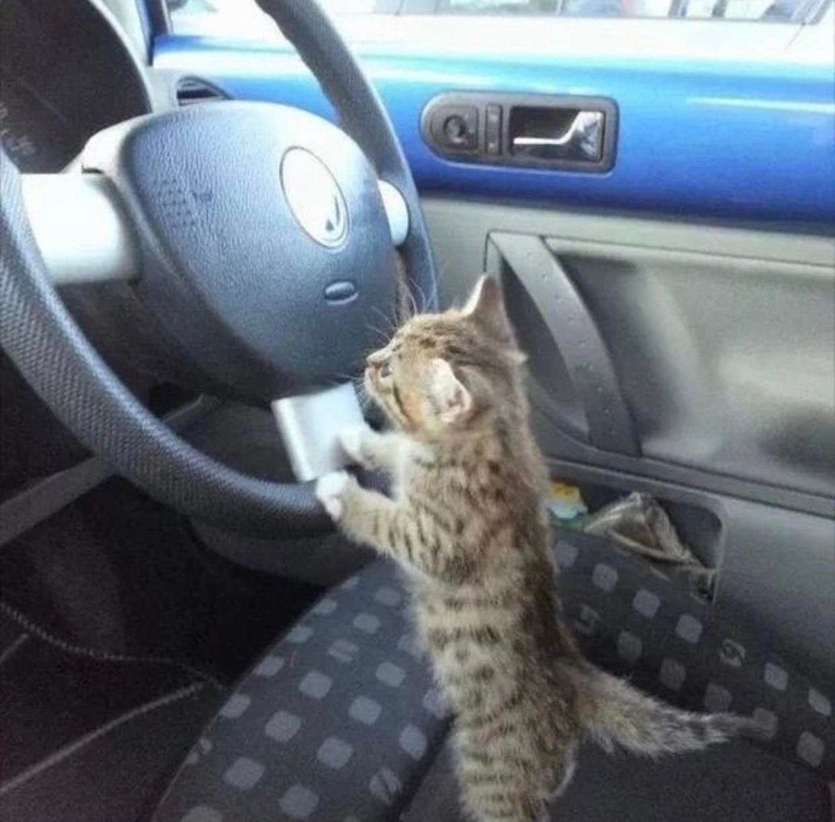 cats with jobs 🛠 tweet media